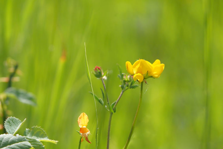 plant