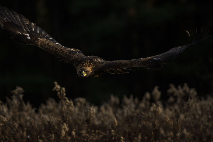 Photo of a trained european golden eagle in flight. aquila chrysaetos chrysaetos,