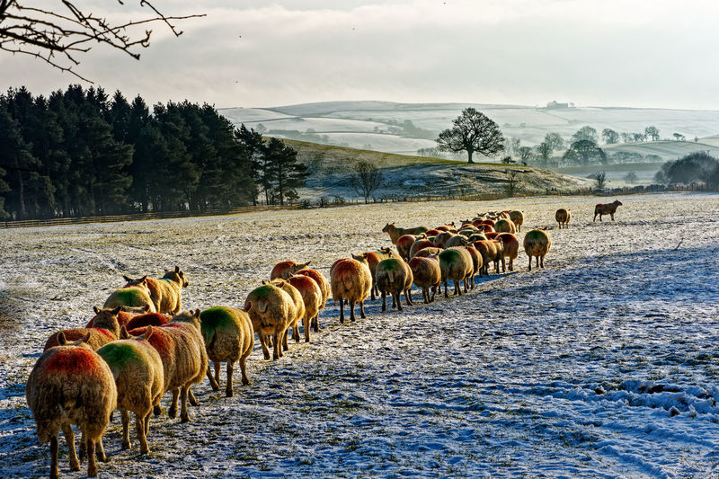 Swaledale sheep moving to fresh pasture.
