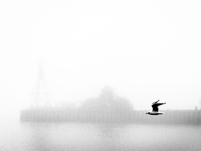 Bird flying over fog
