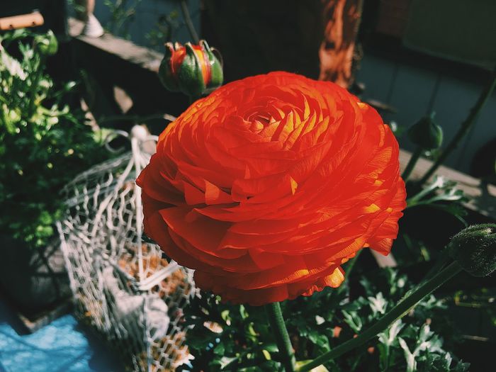 Close-up of orange plant