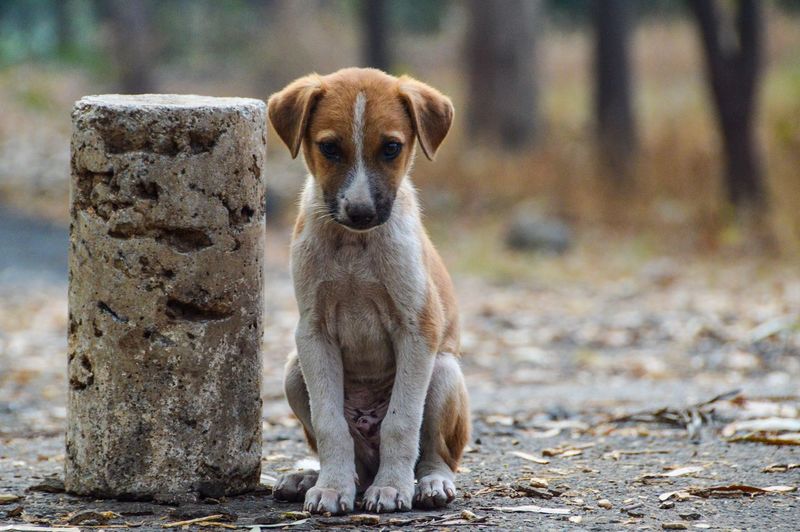 Portrait of dog sitting on land