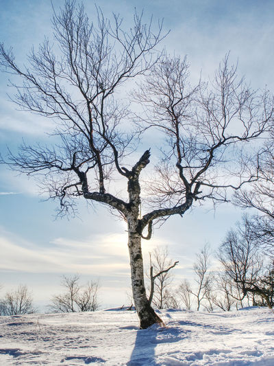 Bent and broken tree in the snow in winter. trees on snow. winter landscape under snow