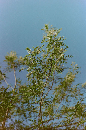 Close-up of flower tree against clear sky