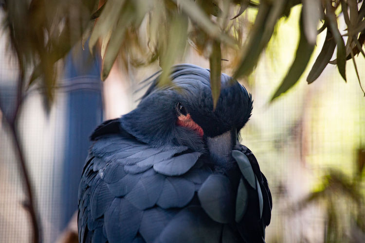 Close-up of black bird perching outdoors