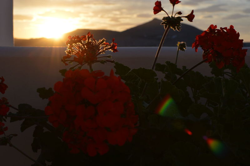 Close-up of red flowers blooming against sky during sunset
