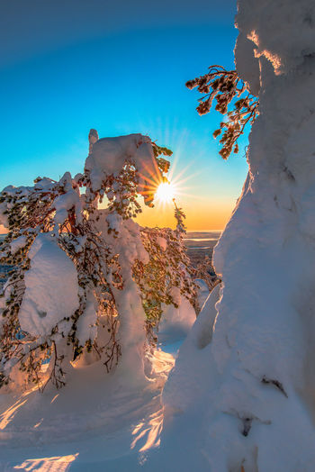 Snow covered trees against sky during sunset