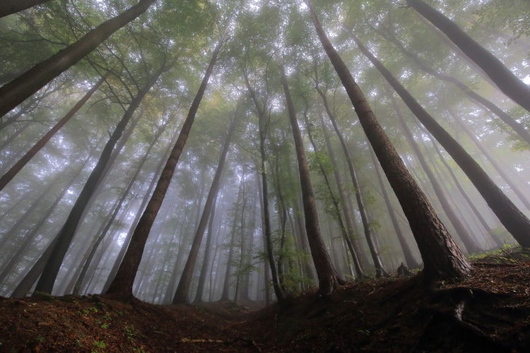 Low angle view of trees in forest in foggy weather