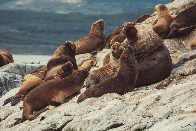 High angle view of sea lion on rock