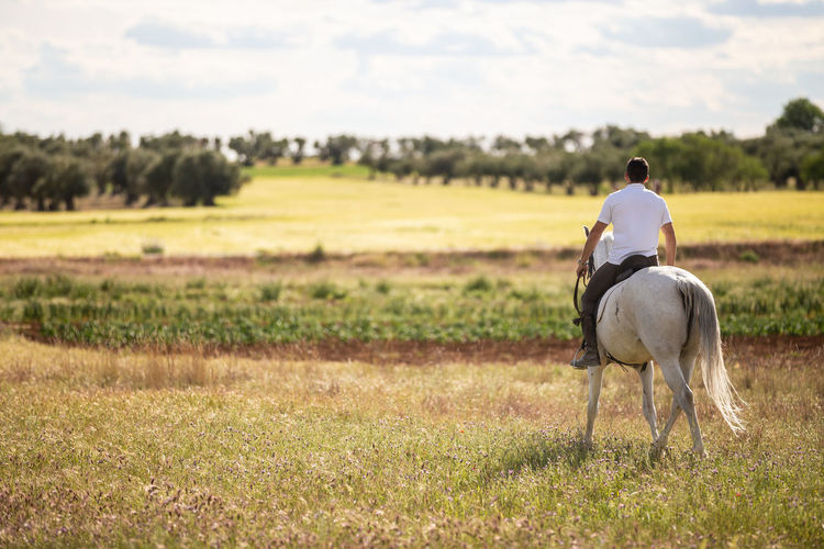 Horse in a field