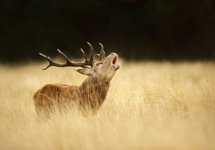 Deer howling on land in forest