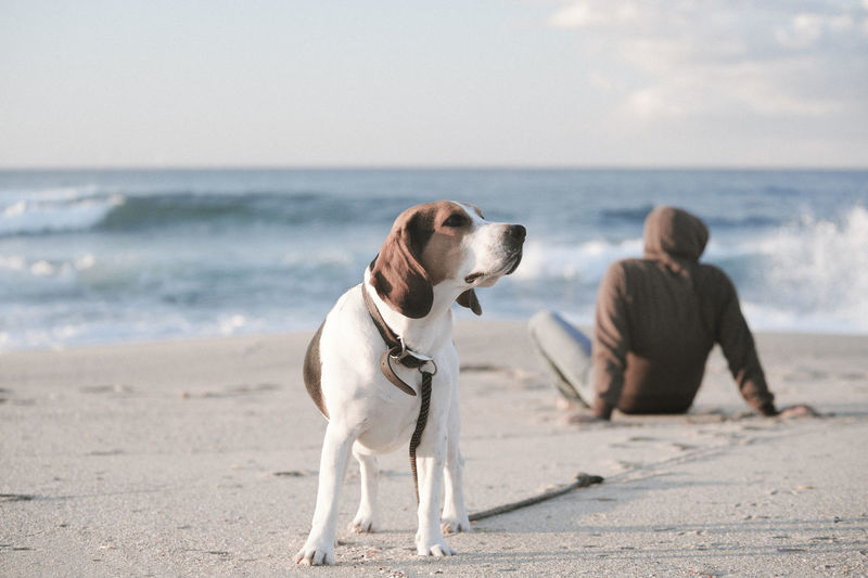 Rear view of man sitting by dog at beach