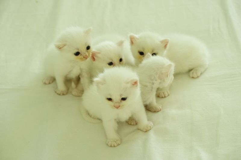 High angle view of white kitten