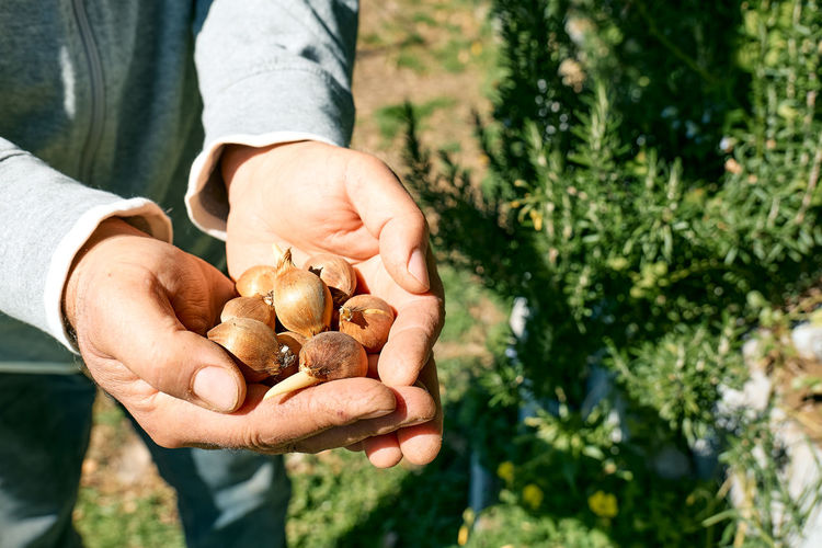 Man holding flower bulbs in his hands. autumn or spring home gardening.