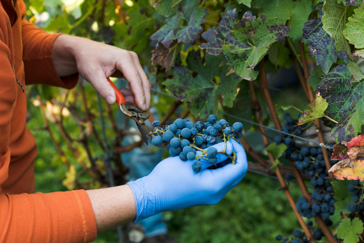 Midsection of farmer harvesting grapes at vineyard