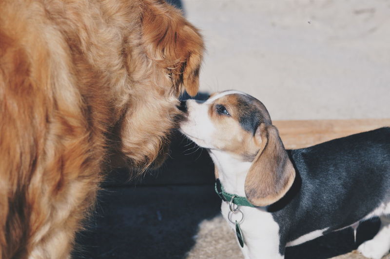 Close-up of dog
