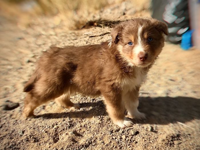View of a dog looking away