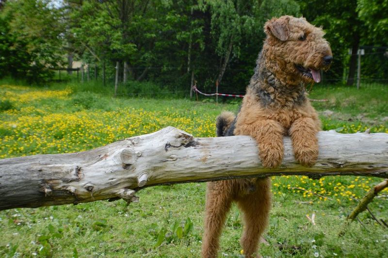 Welsh terrier over fallen tree at grassy field