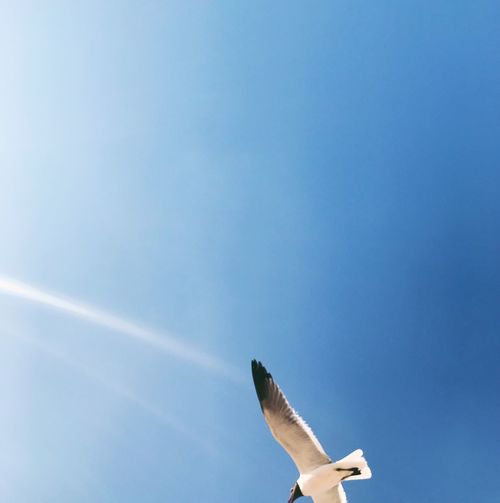 Low angle view of seagull flying in blue sky