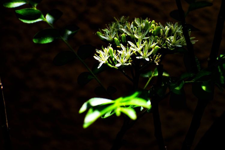 Close-up of flowering plant at night