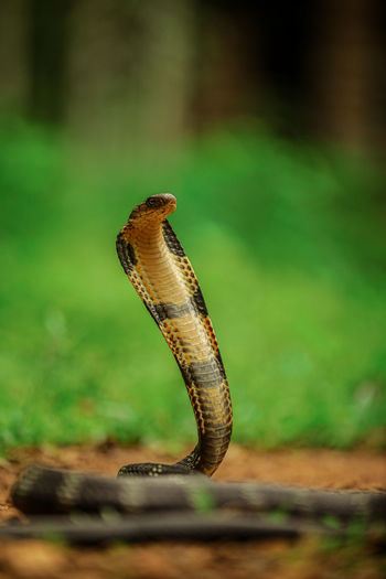 King cobra.