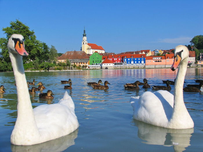 Swans in a water