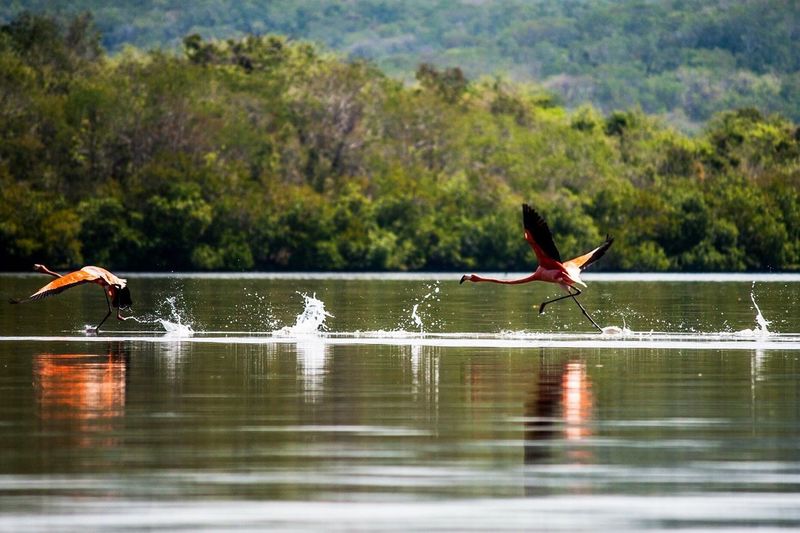 Flamingoes flying over lake
