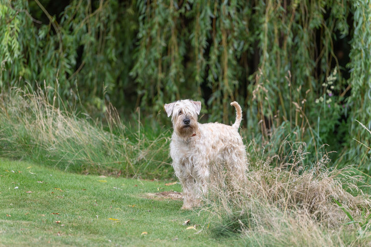 Dog running on field