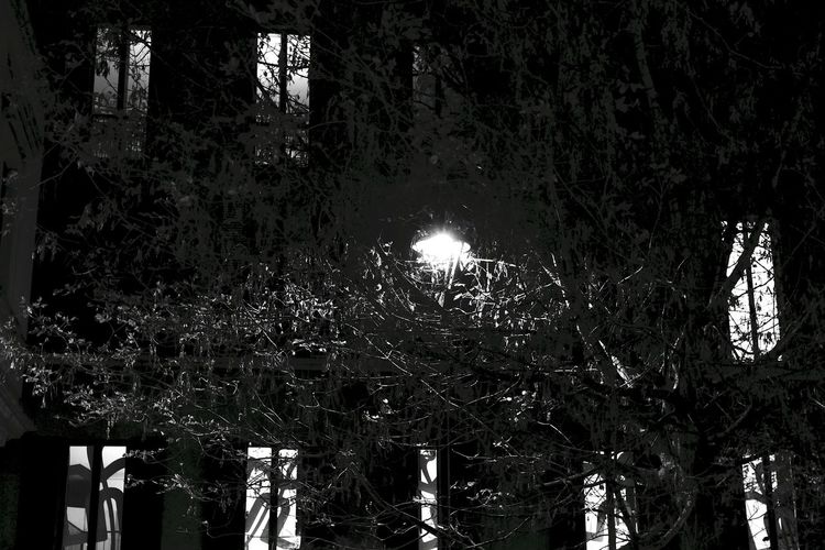 Trees in the dark