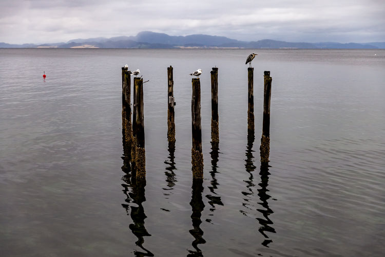 Wooden posts in sea against grey sky.