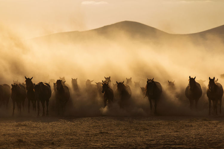 Panoramic view of horses on land against sky