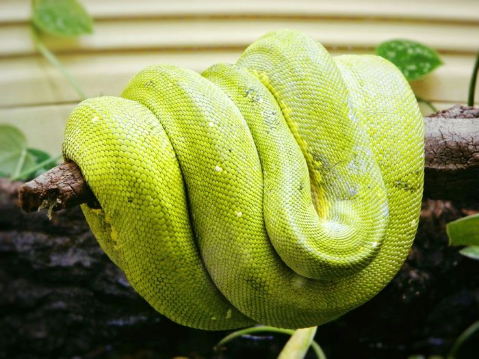 Close-up of green tree python on wood