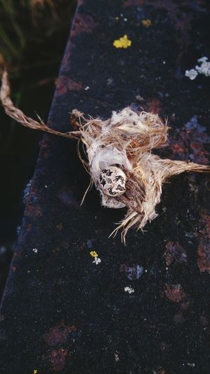 Close-up of spider with egg in nest