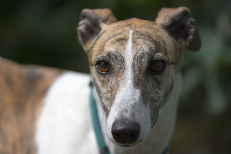 Selective focus close up portrait of a white and brindle pet greyhound dog. cute and adorable look 