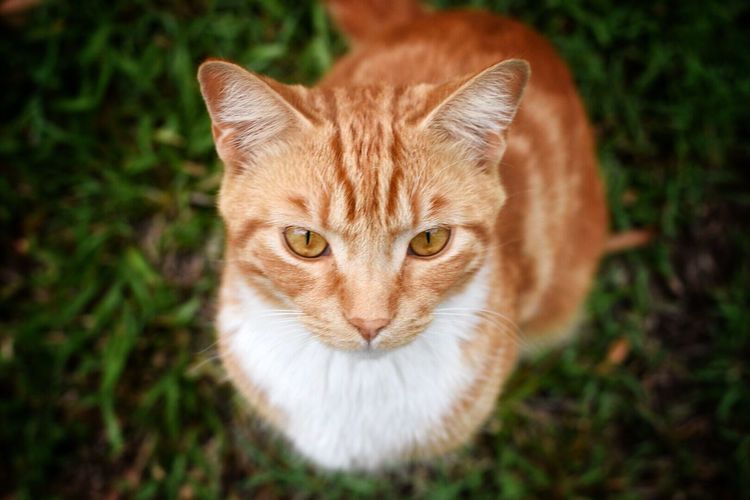 Close-up of ginger cat outdoors