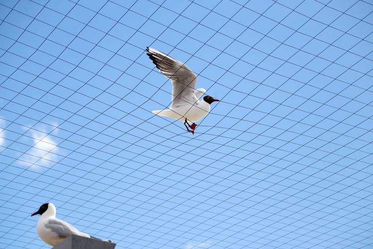 Close-up of seagull flying against sky