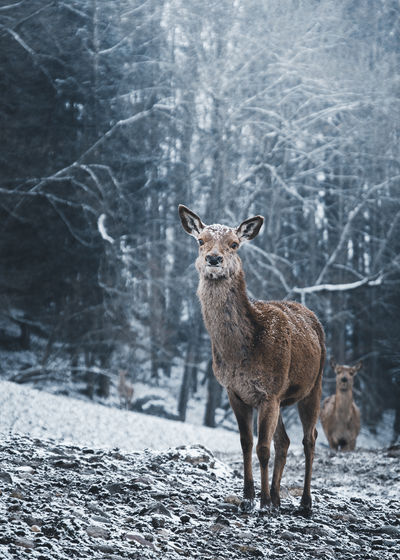 Portrait of deer standing on snow covered land