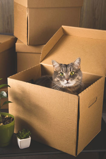 Moving concept with things folded in a box and cat