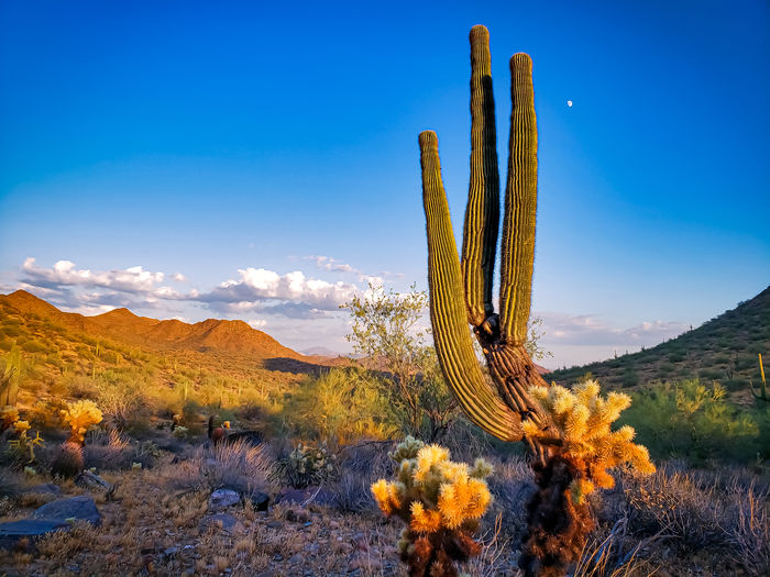 Saguaro cactus growing in desert against sky