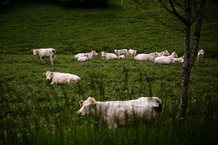 Cows lounging in field in french countryside