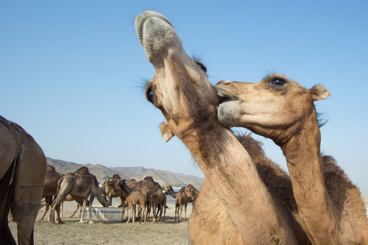 Close-up of camels playing against clear sky
