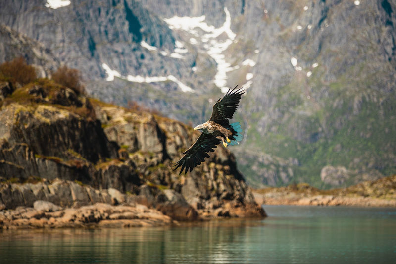 Eagle flying over ocean
