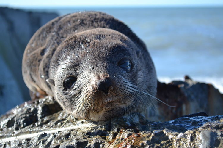 Portrait of seal relaxing on rock at sea shore