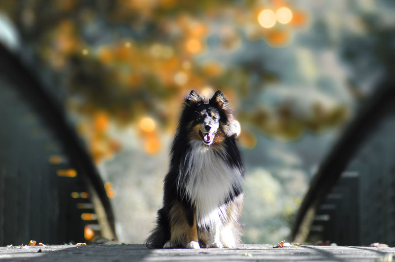 Dog against blurred background
