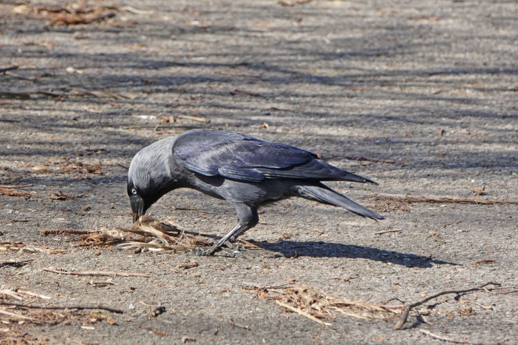 Side view of bird walking on sand