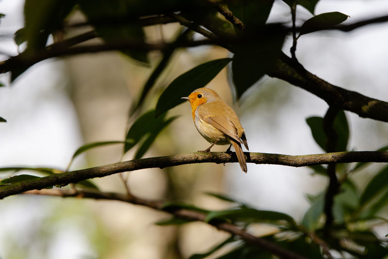 Bird perching on a branch