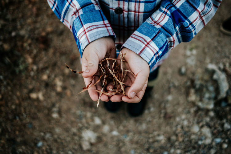 Over head view of child holding dried bean pods in their hands