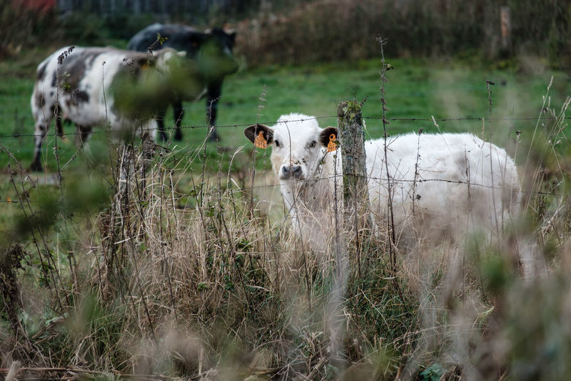 Cows standing in a field