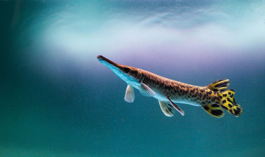 Low angle view of alligator gar swimming in blue sea