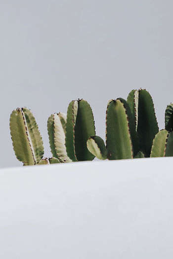 Close-up of cactus against white background